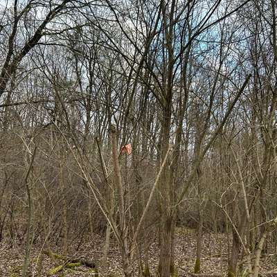 Giftköder-Aufgespießtes Fleisch-Bild