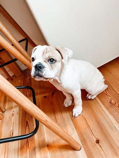 Welpen Bilder !-Beitrag-Bild