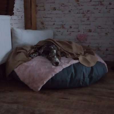 Windhunde - Treffen der besonderen Schönheiten
HERZLICH WILLKOMMEN-Beitrag-Bild