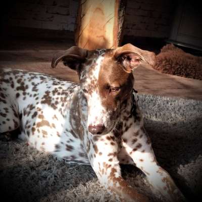 Windhunde - Treffen der besonderen Schönheiten
HERZLICH WILLKOMMEN-Beitrag-Bild