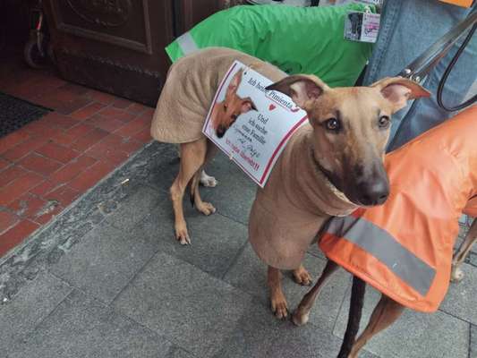 Windhunde - Treffen der besonderen Schönheiten
HERZLICH WILLKOMMEN-Beitrag-Bild