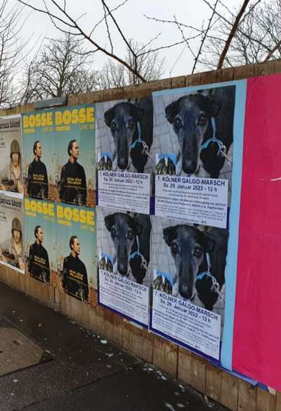 Windhunde - Treffen der besonderen Schönheiten
HERZLICH WILLKOMMEN-Beitrag-Bild