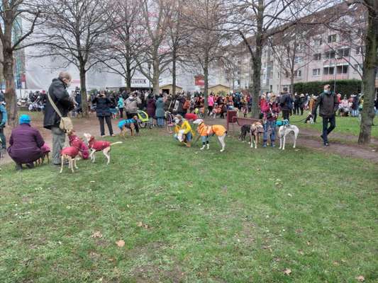Windhunde - Treffen der besonderen Schönheiten
HERZLICH WILLKOMMEN-Beitrag-Bild