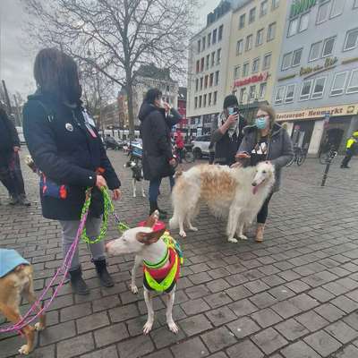 Windhunde - Treffen der besonderen Schönheiten
HERZLICH WILLKOMMEN-Beitrag-Bild