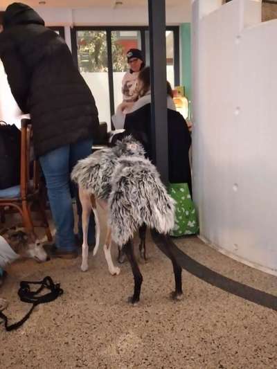 Windhunde - Treffen der besonderen Schönheiten
HERZLICH WILLKOMMEN-Beitrag-Bild