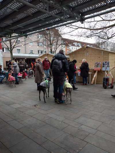 Windhunde - Treffen der besonderen Schönheiten
HERZLICH WILLKOMMEN-Beitrag-Bild