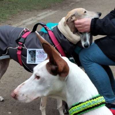 Windhunde - Treffen der besonderen Schönheiten
HERZLICH WILLKOMMEN-Beitrag-Bild