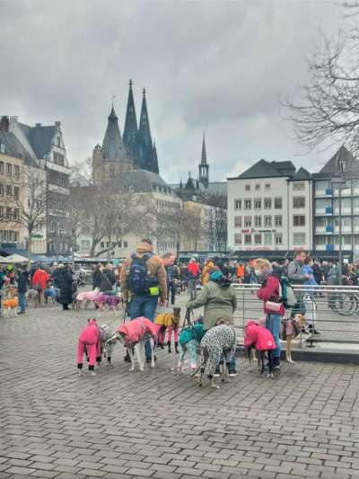 Windhunde - Treffen der besonderen Schönheiten
HERZLICH WILLKOMMEN-Beitrag-Bild
