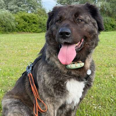 Hundetreffen-Gemeinsame Gassirunden-Profilbild