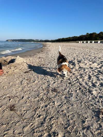 7. Kurzgeschichten Challenge: Spaziergang am Strand-Beitrag-Bild