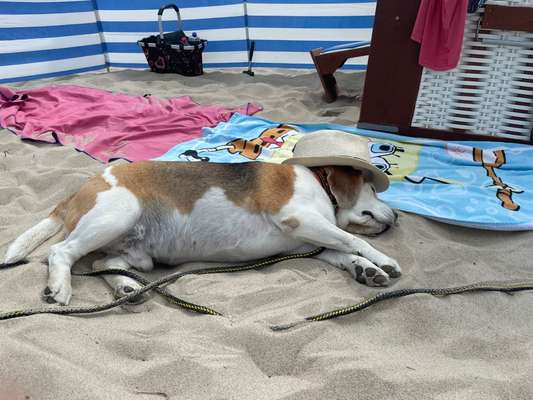 7. Kurzgeschichten Challenge: Spaziergang am Strand-Beitrag-Bild