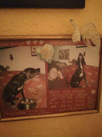 Hunde mit Behinderung-Beitrag-Bild