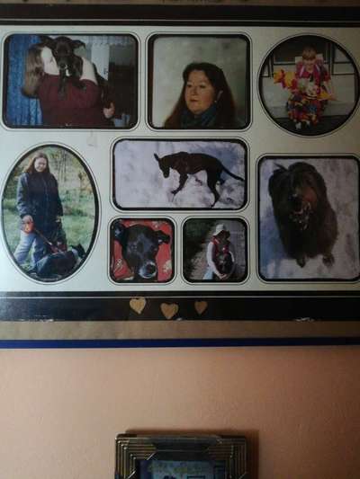 Hunde mit Behinderung-Beitrag-Bild