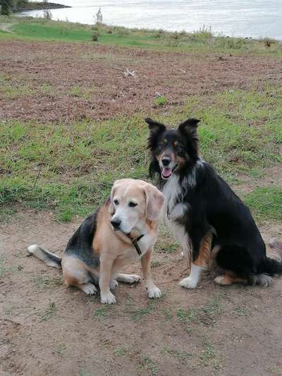 Dogorama Photo Challenge - Tierischer Urlaub-Beitrag-Bild