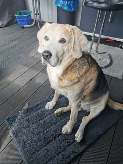 Hunderunde-Beitrag-Bild