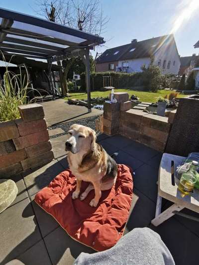 Labradorfans-Beitrag-Bild