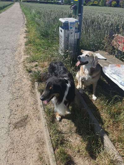 Bester Freund, Hundekumpel - zeigt her!-Beitrag-Bild