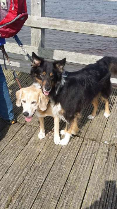 Dogorama Photo Challenge - Tierischer Urlaub-Beitrag-Bild