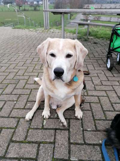 Postet das beste Foto von euren 4 beinern-Beitrag-Bild