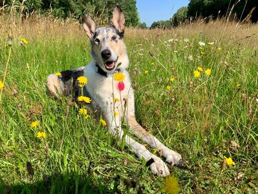 Collies gesucht-Beitrag-Bild