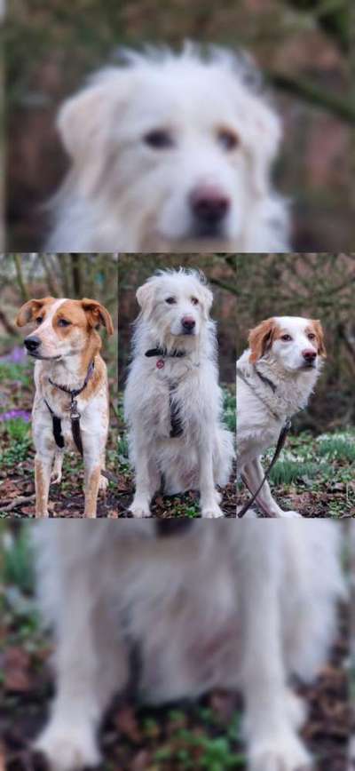 TierschutzhundeStammtisch🐕-Beitrag-Bild