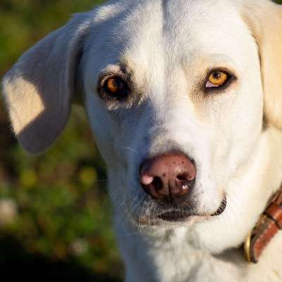 Hundetreffen-Training für gestellte Hundebegegnung
