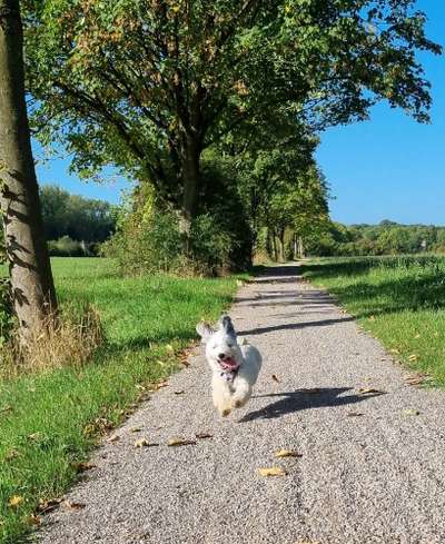 Foto Challenge Nr. 137 - Lass die Ohren fliegen-Beitrag-Bild