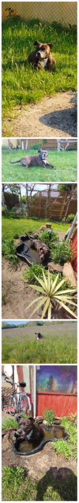 52. Collagenchallenge: Dein Hund im Sonnenschein-Beitrag-Bild