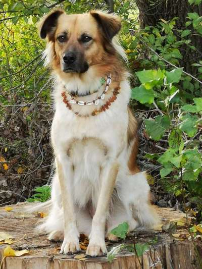 TierschutzhundeStammtisch🐕-Beitrag-Bild