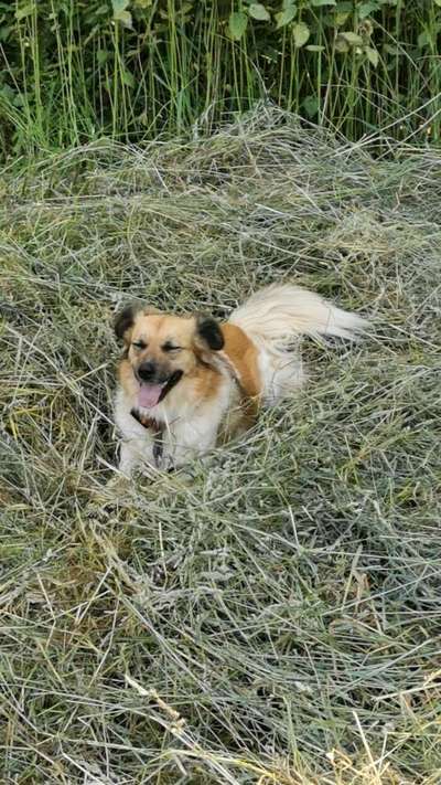 Mischlinge raten - Rätselspaß-Beitrag-Bild