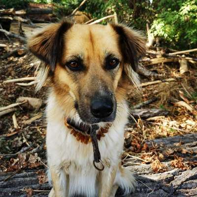 Hundetreffen-Gassirunden in den Rheinauen bei Rheinkassel /Langel...-Bild