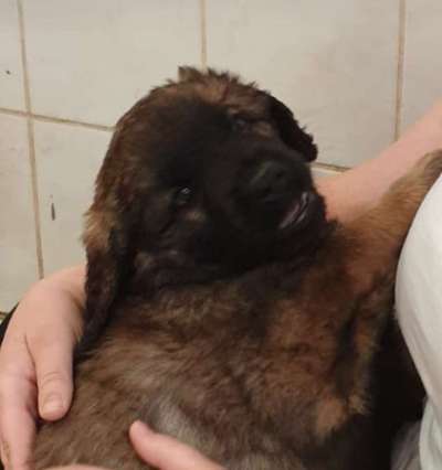 Leonberger-Beitrag-Bild