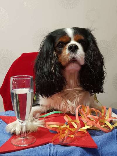 Cavaliere-Beitrag-Bild