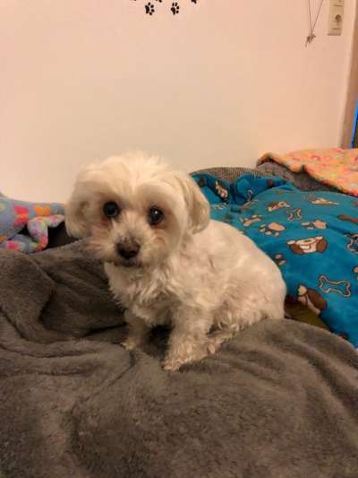 euer ältester Hund ?-Beitrag-Bild