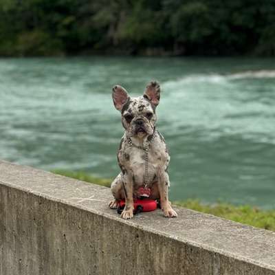 Zvonimir's Profilbild