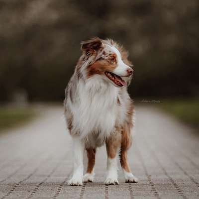 Hundetreffen-Leinenspaziergang / Training-Bild