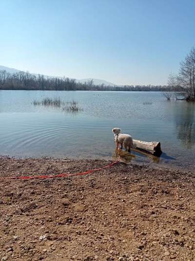 Hundetreffen-Gassi-/Spielrunde-Bild