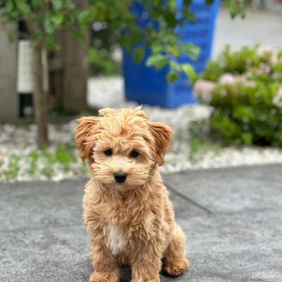 Hundetreffen-Gemeinsame Mittagsrunde an Wöhrder Wiese-Bild