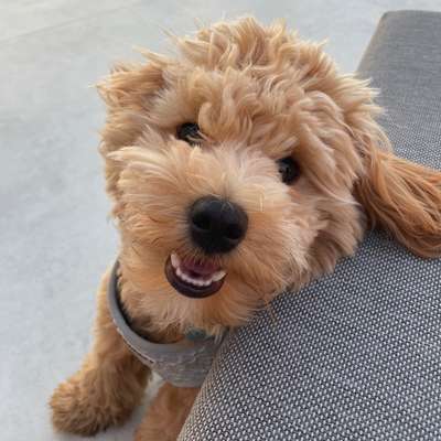 Hundetreffen-Gemeinsame Spielrunden und/oder Gassirunden-Bild