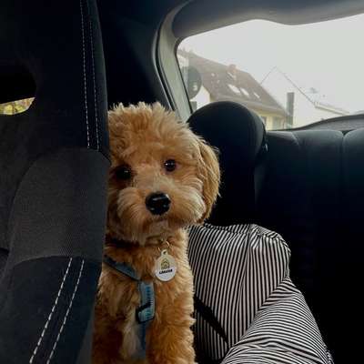 Hundetreffen-Gemeinsame Spielrunden und/oder Gassirunden-Bild