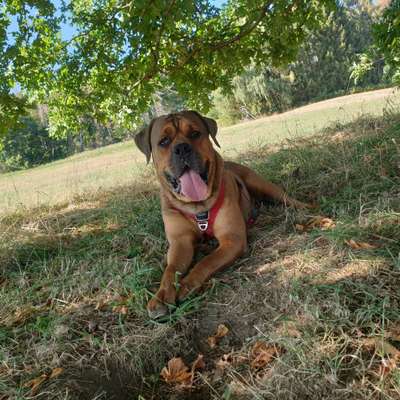 Halsband ab 45 kg oder stabiles Geschirr ?-Beitrag-Bild