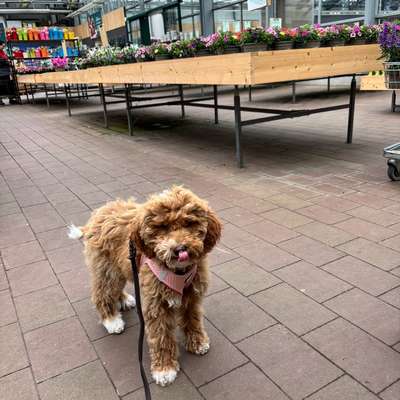 Hundetreffen-Welpen-Junghund-Treffen-Bild