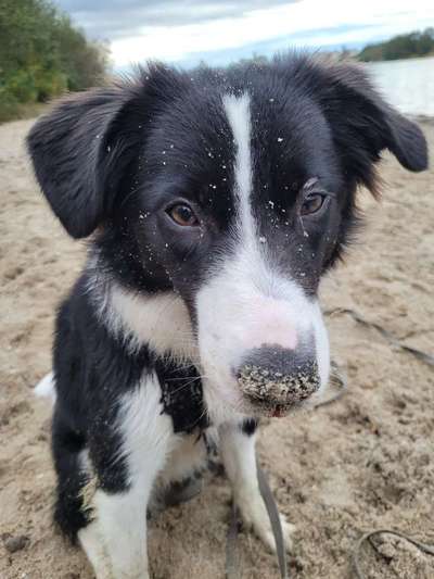 Hundetreffen-Spiel, Spaß und Training 🤗-Bild