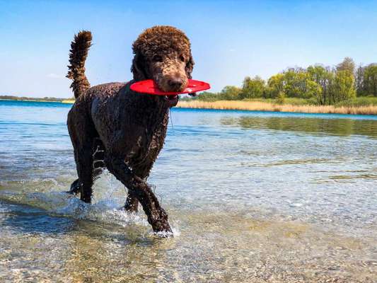 Dogorama Photo Challenge - Der Frühling kommt-Beitrag-Bild