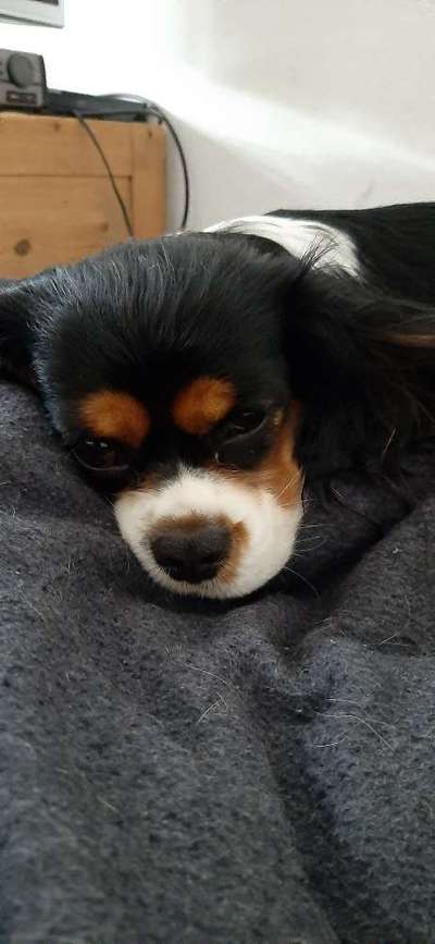 Cavaliere-Beitrag-Bild