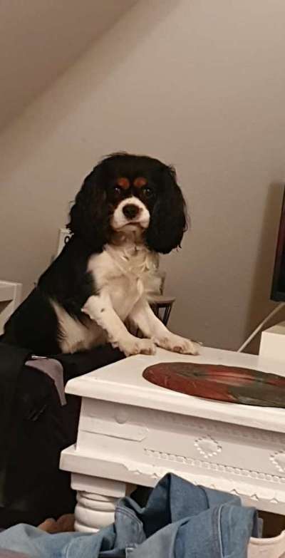 Cavalier King Charles Spaniel?-Beitrag-Bild