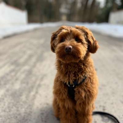 Hundetreffen-Gemeinsames Spazieren-Bild