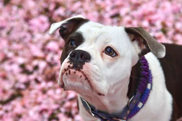 Die Dogorama Kalender Challenge 4/4-Beitrag-Bild