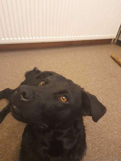 Wie heißt dein Hund?-Beitrag-Bild