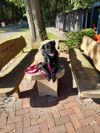 TierschutzhundeStammtisch🐕-Beitrag-Bild